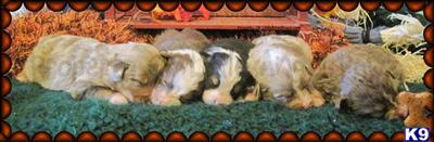 Miniature Australian Shepherd Puppies for Sale